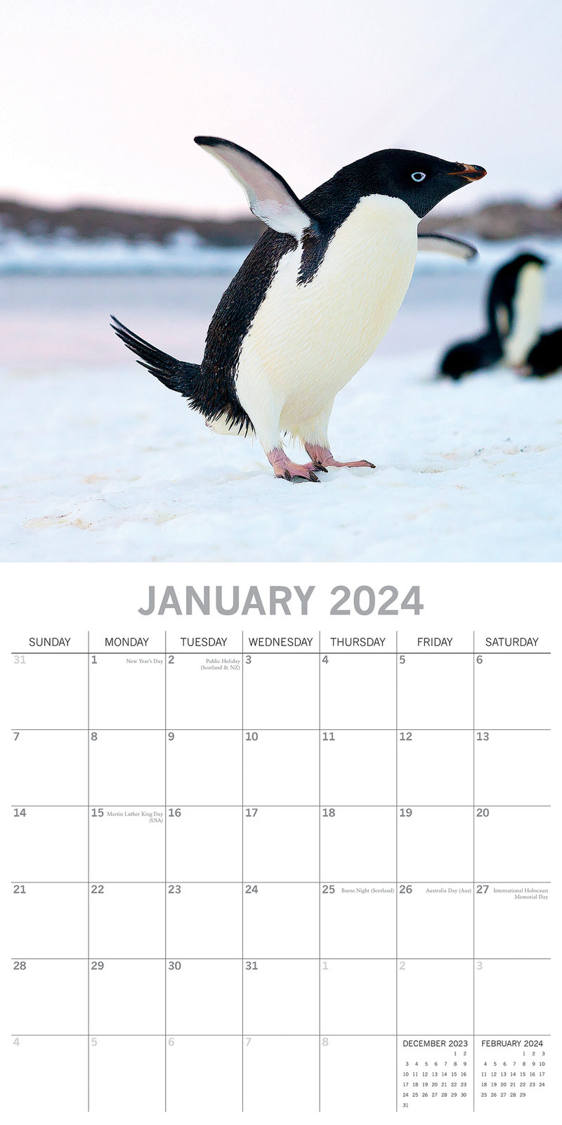 Buy Penguins 2024 Square Wall Calendar Pets Animals 16 Month New Year