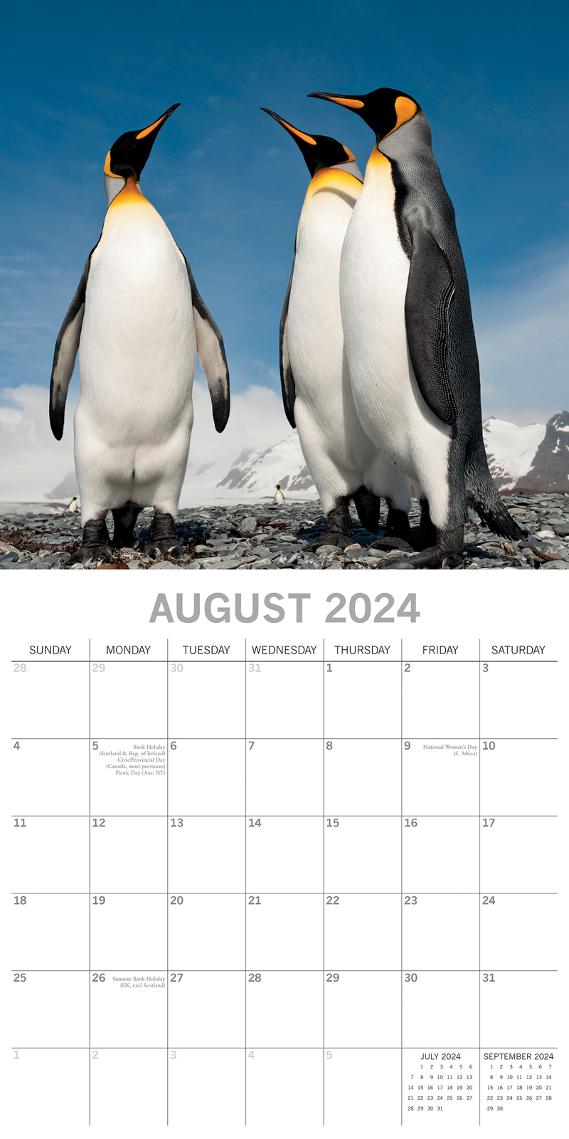 Buy Penguins 2024 Square Wall Calendar Pets Animals 16 Month New Year