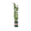 4-Bar Plant Frame Stand Trellis Vegetable Flower Herbs Outdoor Vine Support Garden Rack with Rings