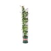 4-Bar Plant Frame Stand Trellis Vegetable Flower Herbs Outdoor Vine Support Garden Rack with Rings