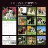 Dogs & Puppies – 2024 Square Wall Calendar Pets Animals 16 Month Premium Planner