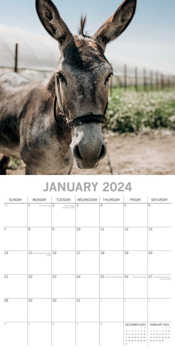 Donkeys – 2024 Square Wall Calendar Pets Animals 16 Months New Year Planner Gift