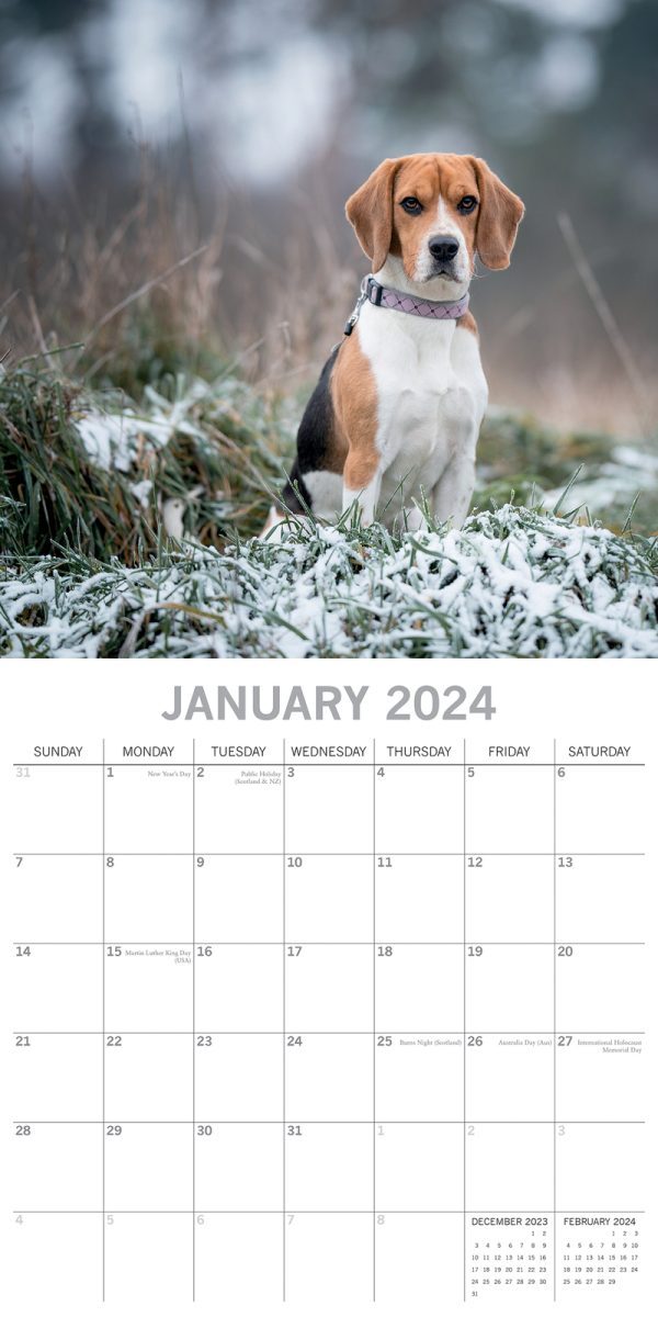 Beagles – 2024 Square Wall Calendar Pets Dog 16 Months Premium Planner New Year